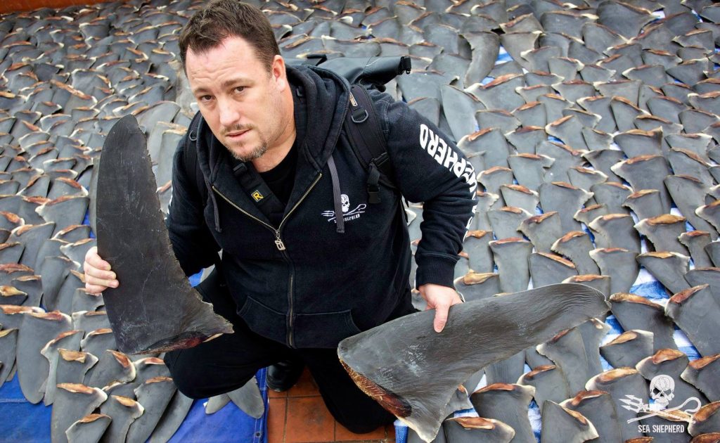 Sea Shepherd with shark fins 