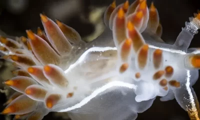 Nudibranch Art