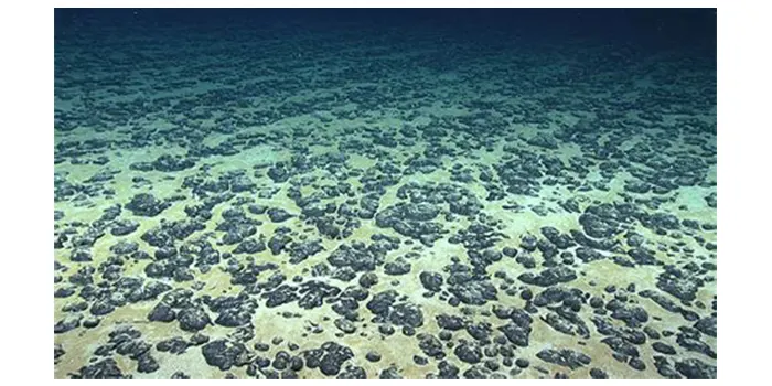A field of nodules on the sea floor.