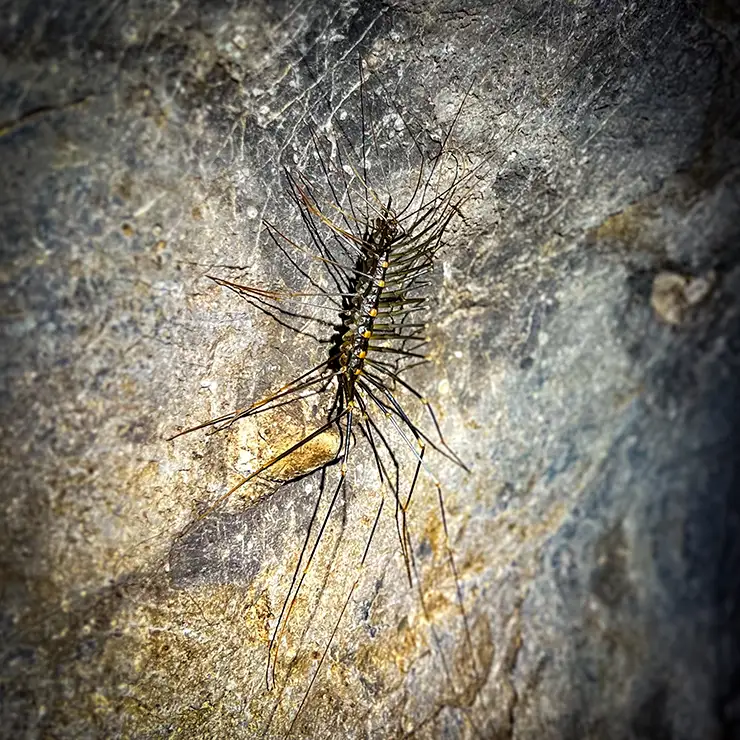 Hairy centipede in Thailand cave