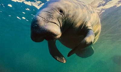 manatee