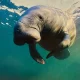 manatee