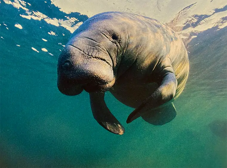 Manatee by Chris Newbert