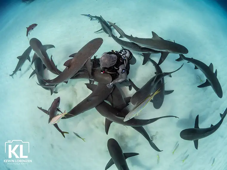 Grandma, a Caribbean reef shark, Cristina has known for 14 years rests in her lap